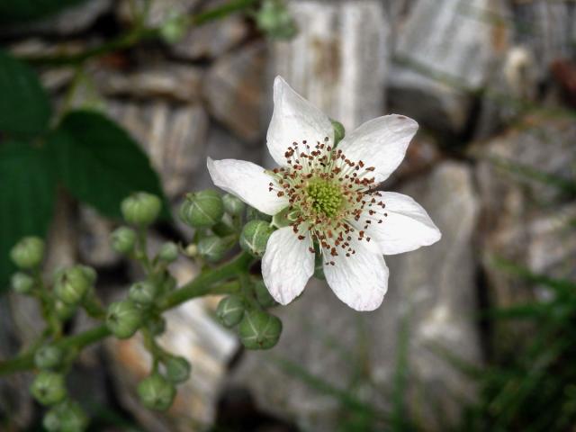 Ostružiník křovitý (Rubus fruticosus L. agg.) - šestičetný květ (12)