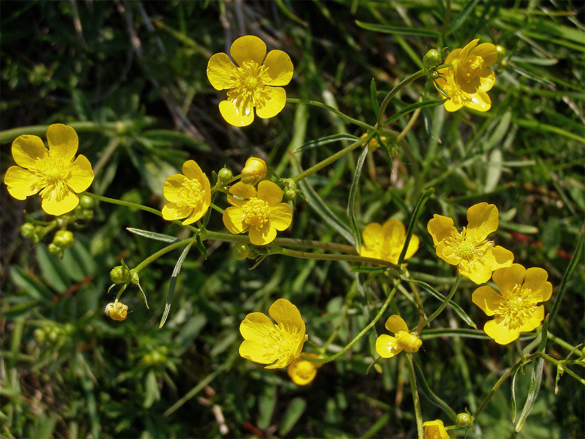 Pryskyřník prudký (Ranunculus acris L.)