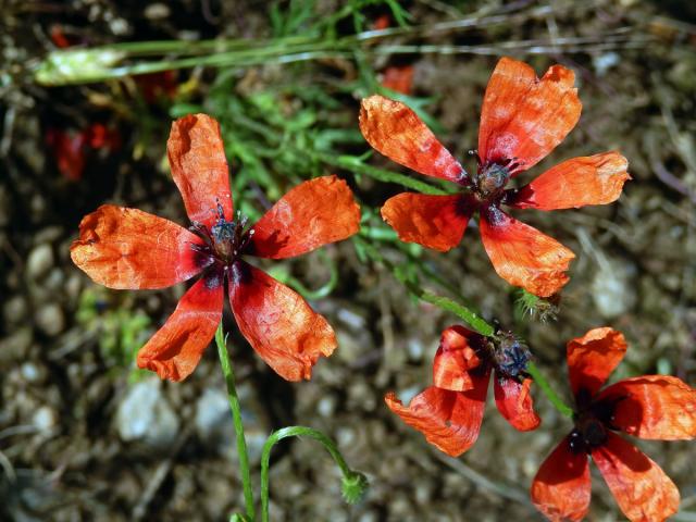 Mák polní (Papaver argemone L.) - pětičetný květ (1a)