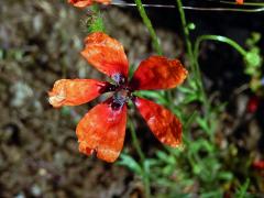 Mák polní (Papaver argemone L.) - pětičetný květ (1c)
