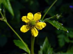 Kuklík městský (Geum urbanum L.), šestičetný květ (4)