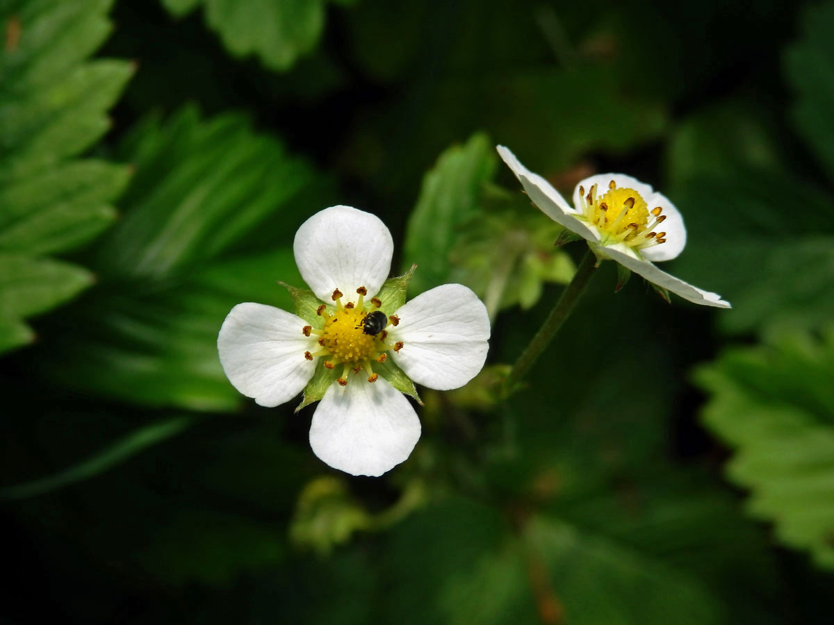 Jahodník obecný (Fragaria vesca L.), čtyřčetný květ (7)