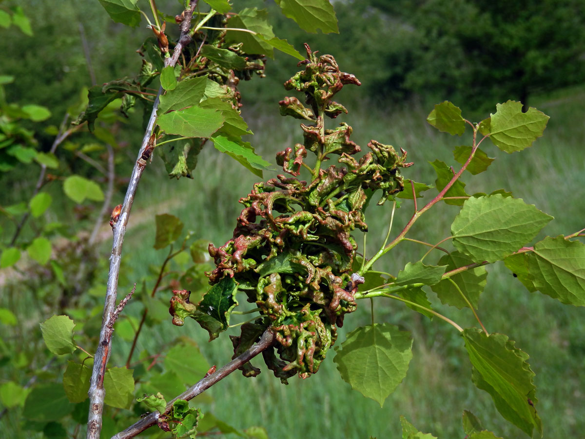 Hálky vlnovníka osikového (Aceria dispar), topol osika