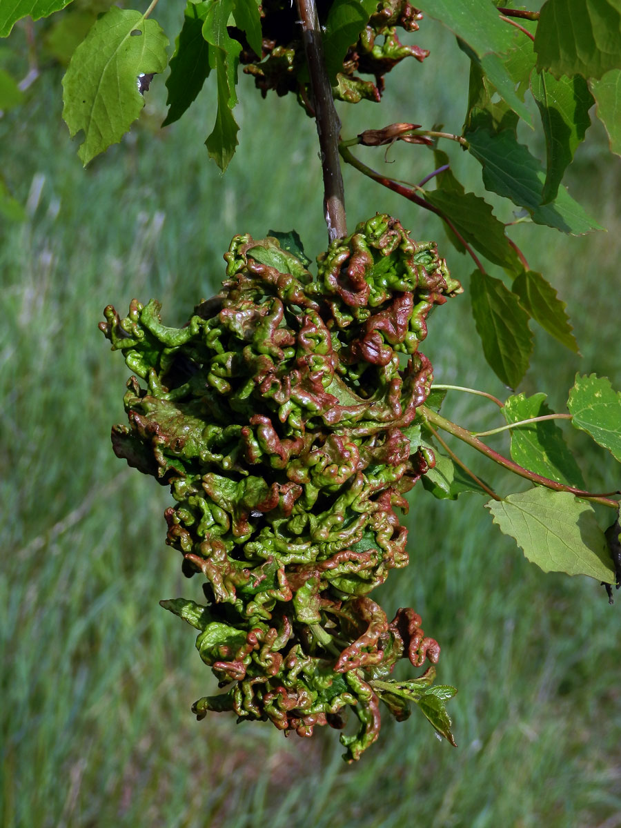 Hálky vlnovníka osikového (Aceria dispar), topol osika