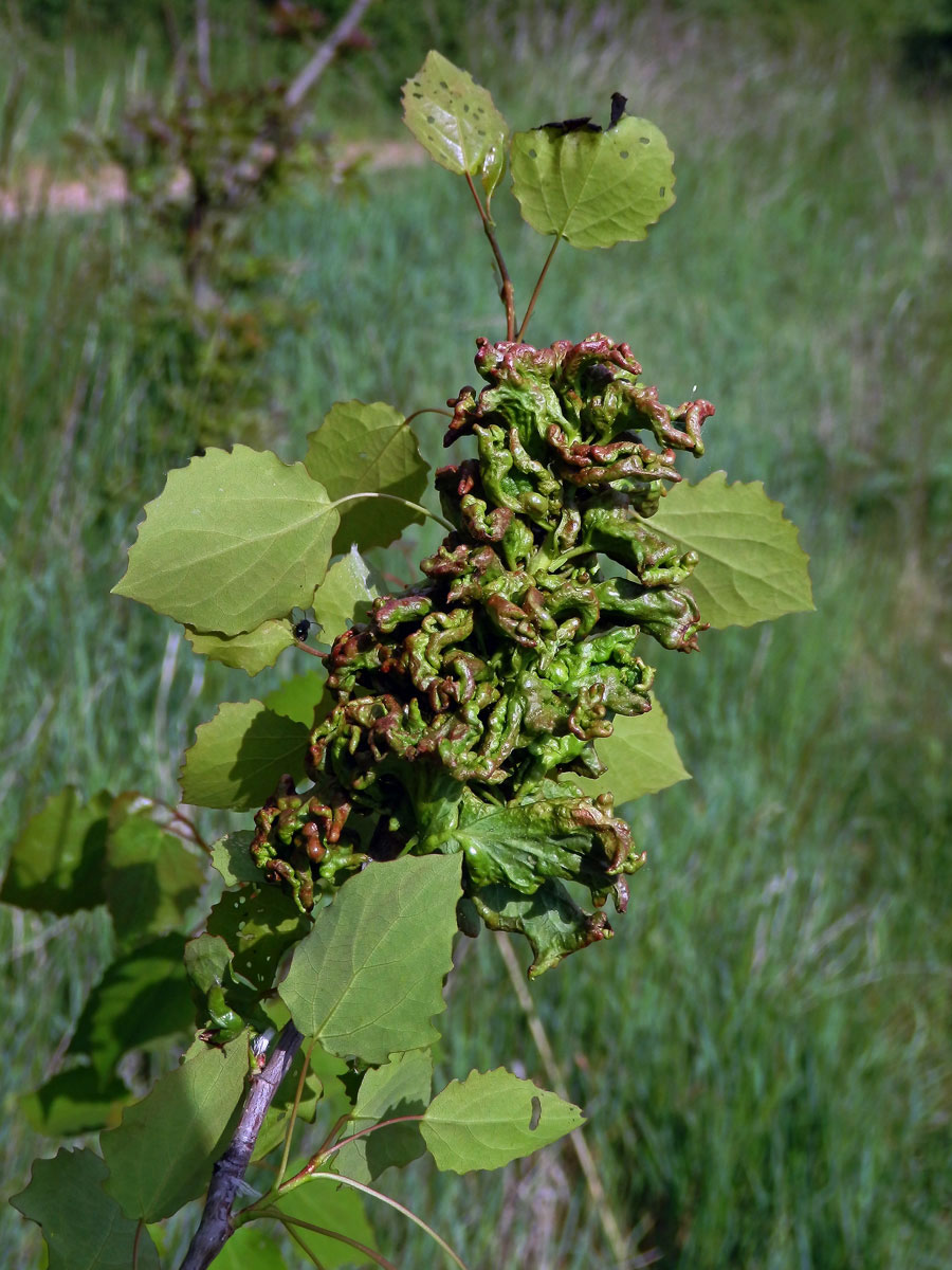 Hálky vlnovníka osikového (Aceria dispar), topol osika