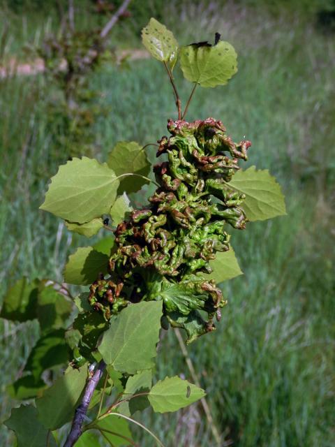 Hálky vlnovníka osikového (Aceria dispar), topol osika