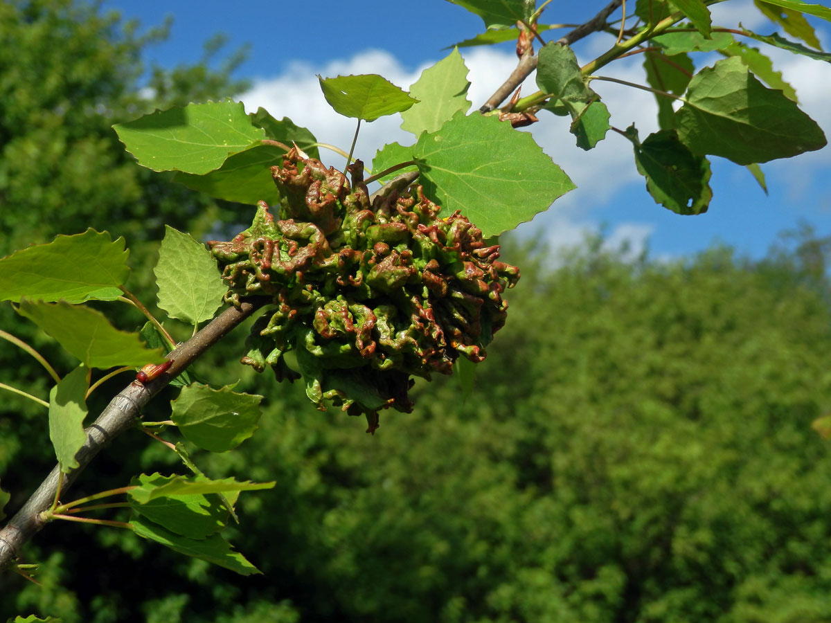 Hálky vlnovníka osikového (Aceria dispar), topol osika