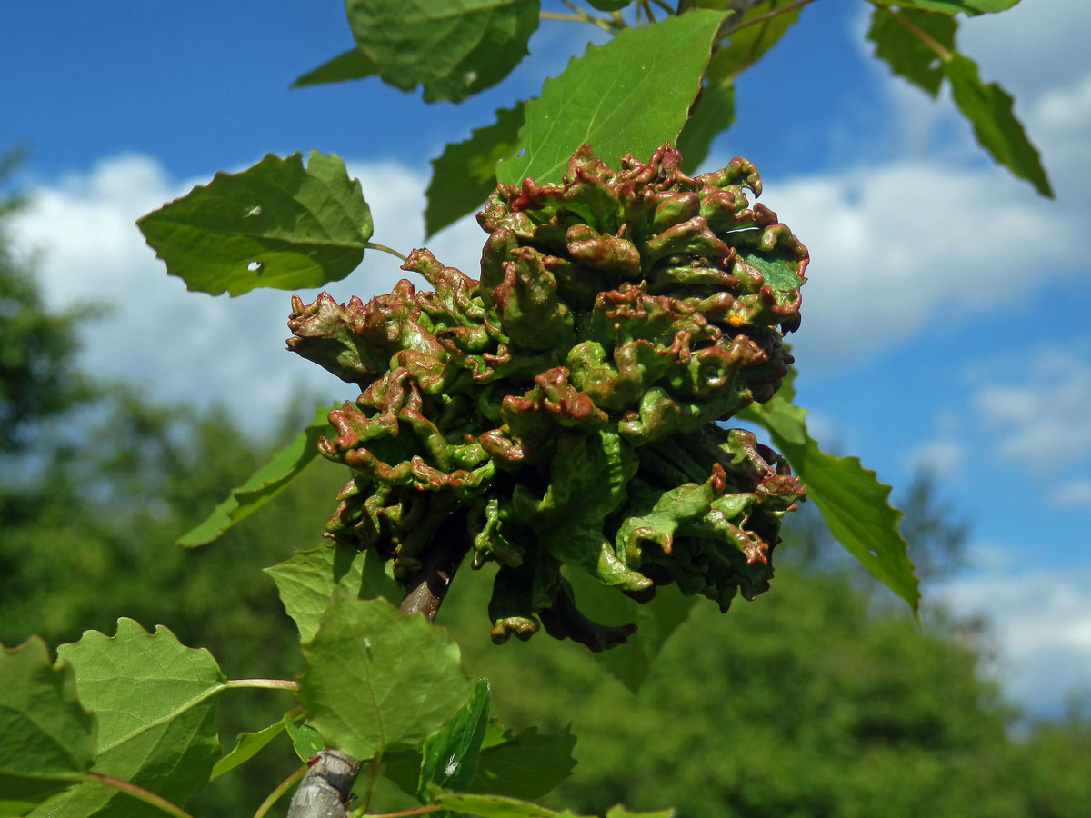 Hálky vlnovníka osikového (Aceria dispar), topol osika