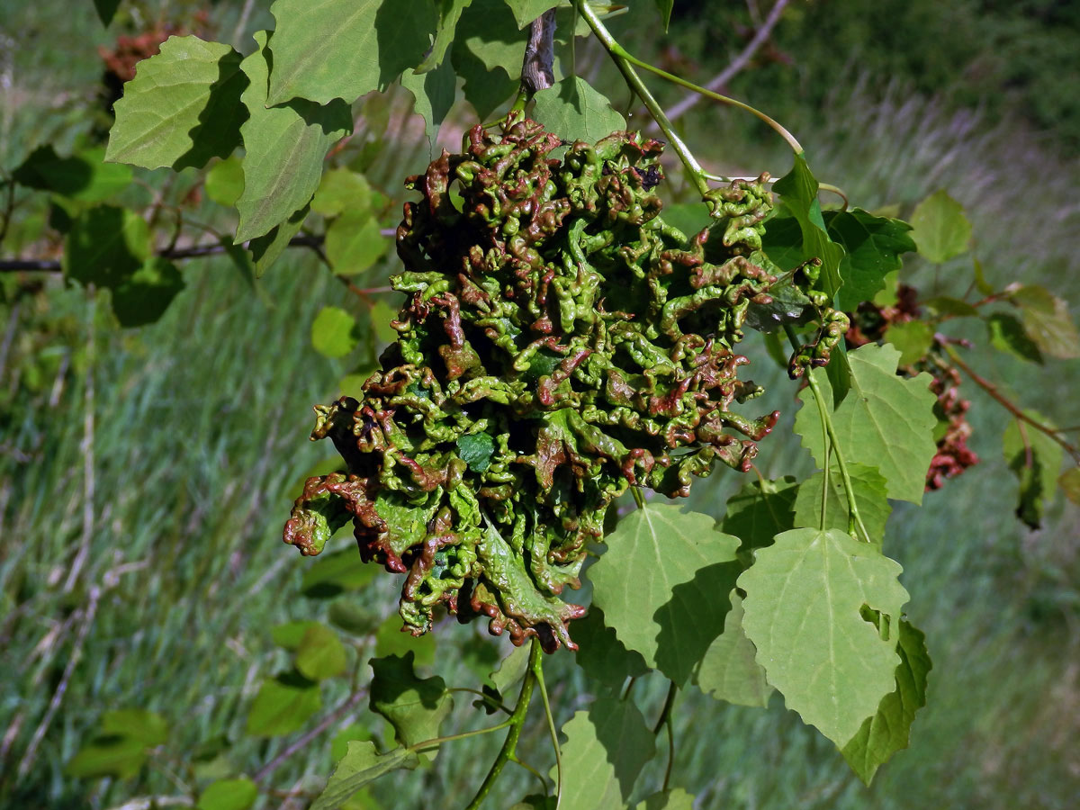 Hálky vlnovníka osikového (Aceria dispar), topol osika