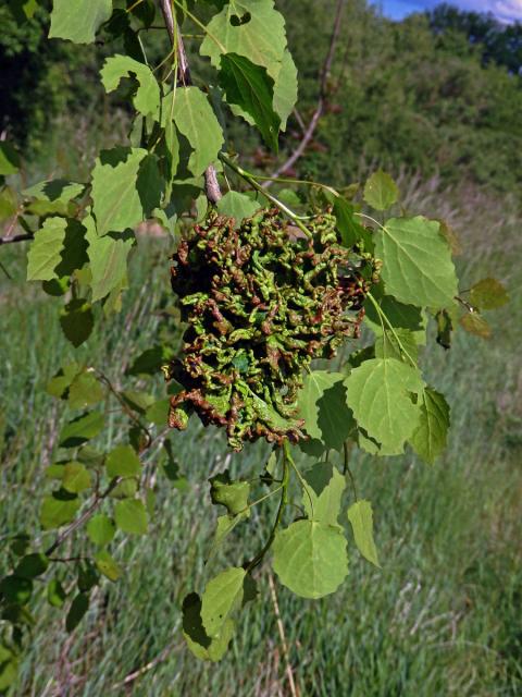 Hálky vlnovníka osikového (Aceria dispar), topol osika