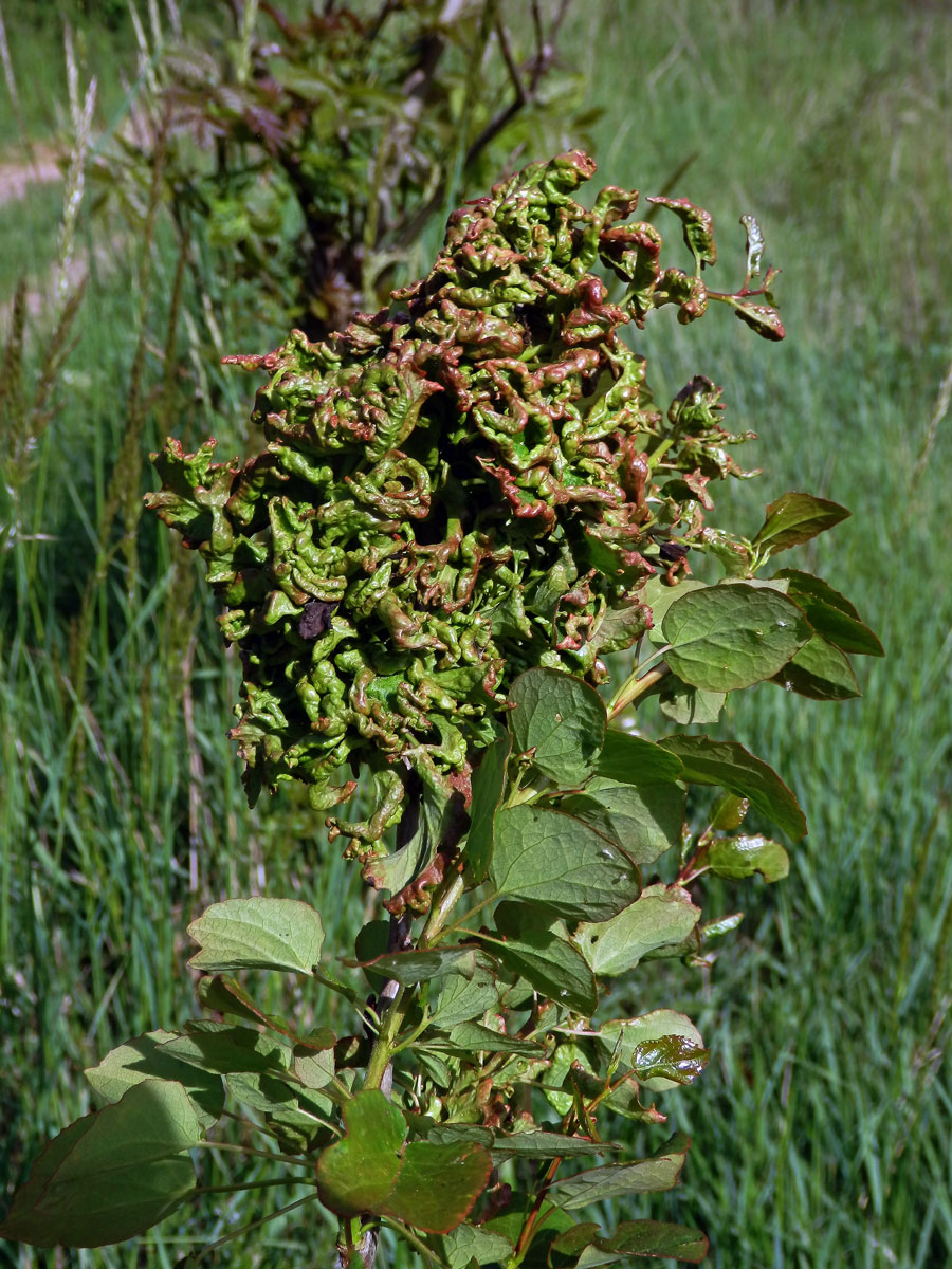 Hálky vlnovníka osikového (Aceria dispar), topol osika