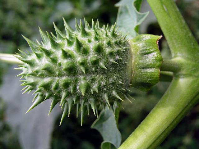 Durman obecný (Datura stramonium L.)