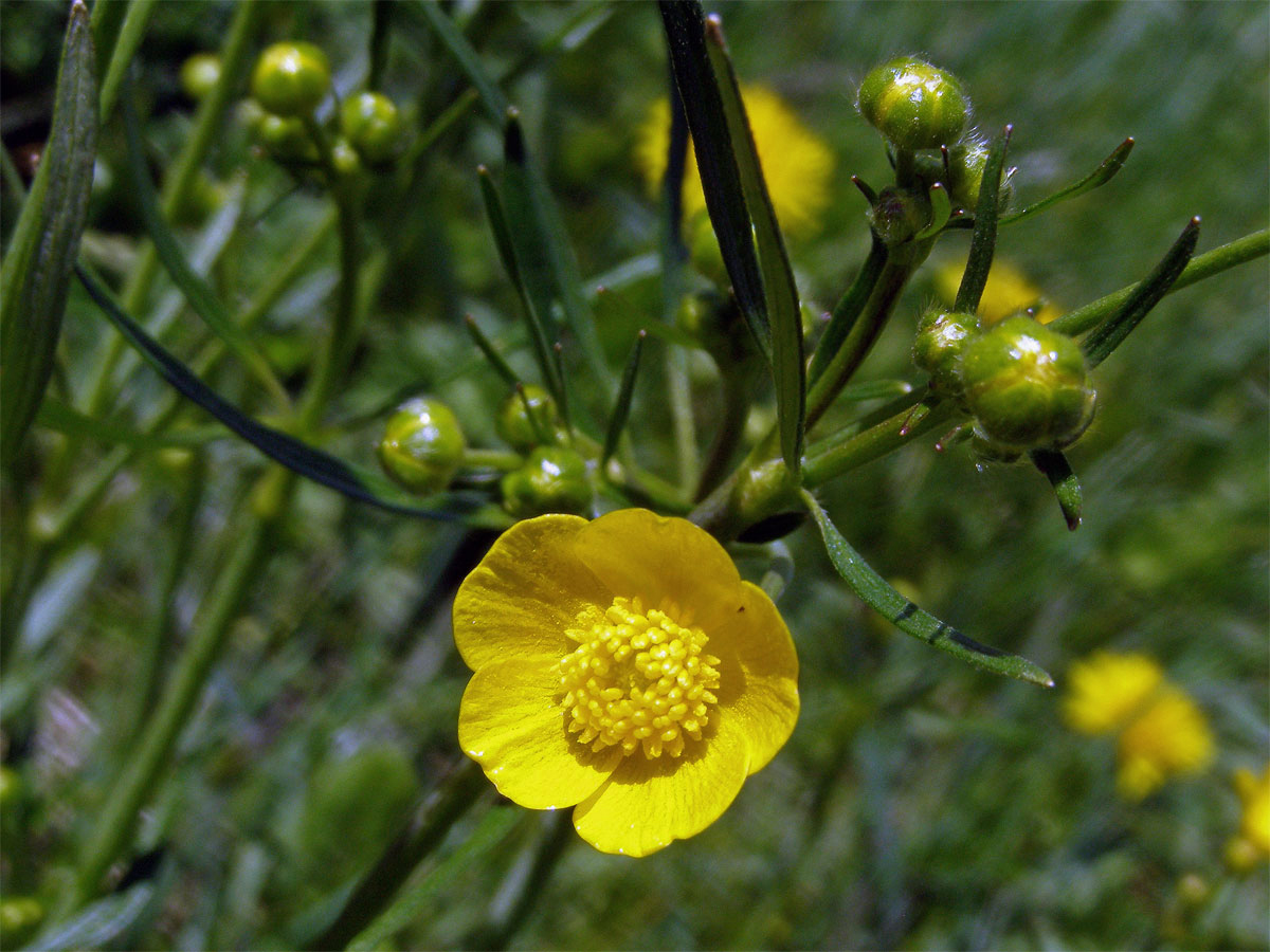 Pryskyřník prudký (Ranunculus acris L.)