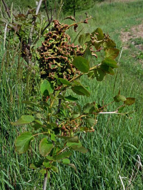 Hálky vlnovníka osikového (Aceria dispar), topol osika