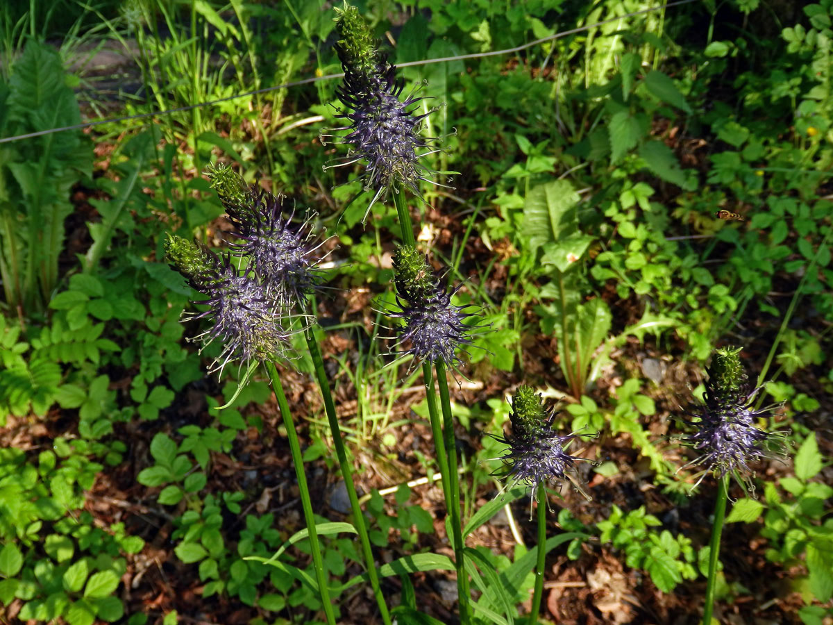 Zvonečník (Phyteuma × adulterinum Wallroth)