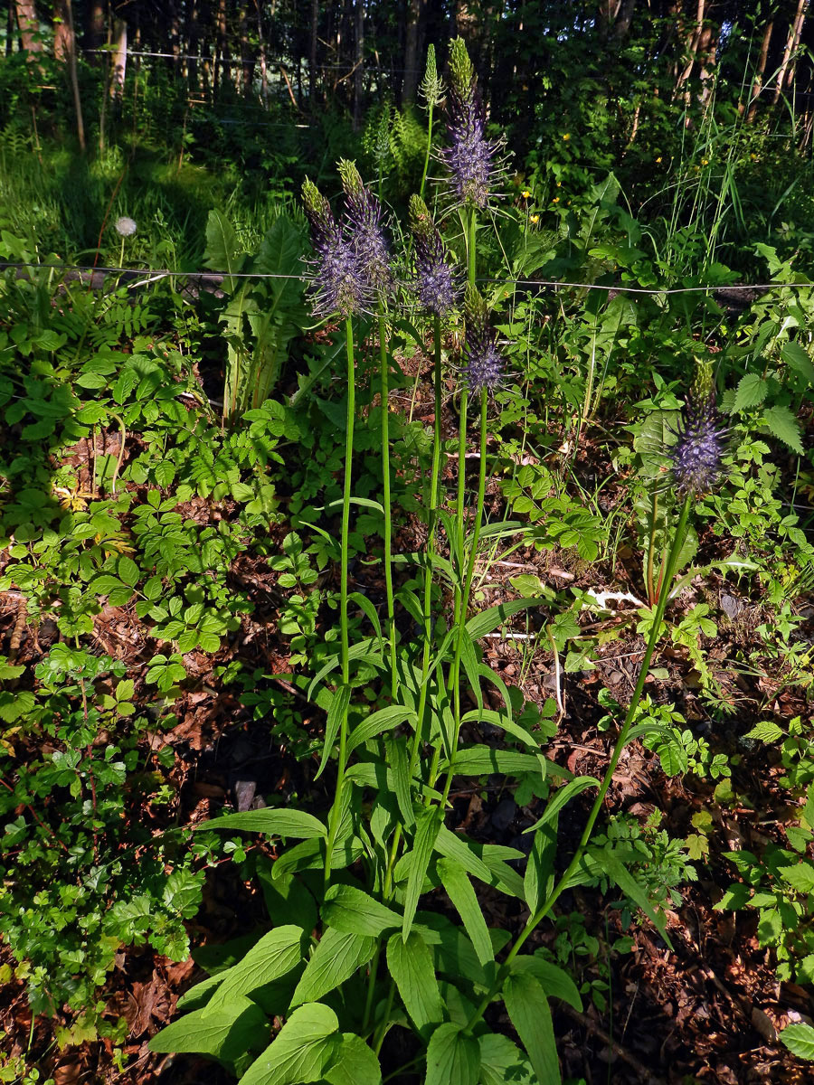 Zvonečník (Phyteuma × adulterinum Wallroth)