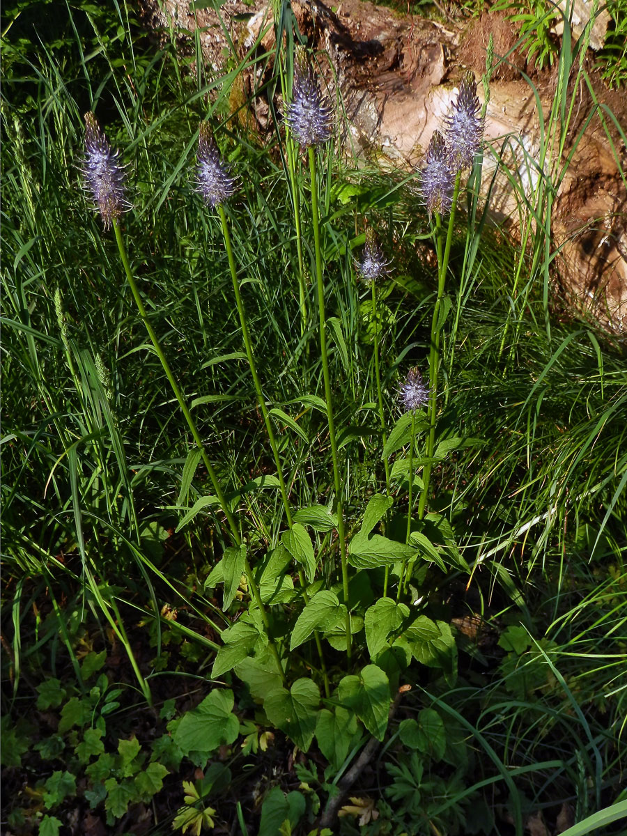 Zvonečník (Phyteuma × adulterinum Wallroth)