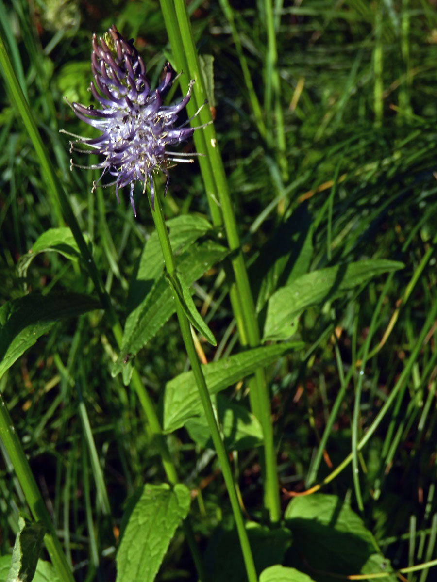 Zvonečník (Phyteuma × adulterinum Wallroth)