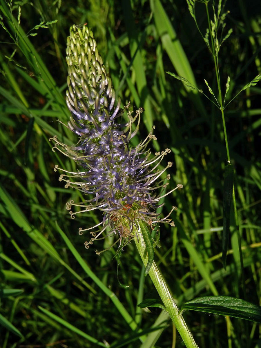 Zvonečník (Phyteuma × adulterinum Wallroth)