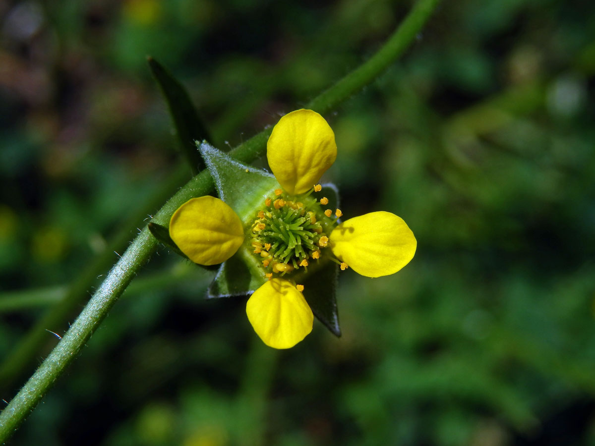 Kuklík městský (Geum urbanum L.), čtyřčetný květ (1)