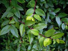 Zimolez Purpusův (Lonicera x purpusii Rehd.)