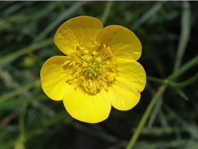 Pryskyřník prudký (Ranunculus acris L.)