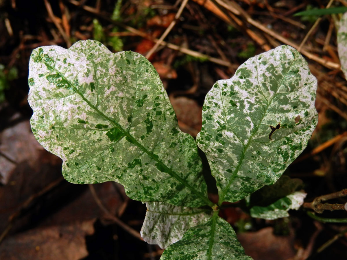 Dub letní (Quercus robur L.), malý stromek s panašovanými listy (1b)