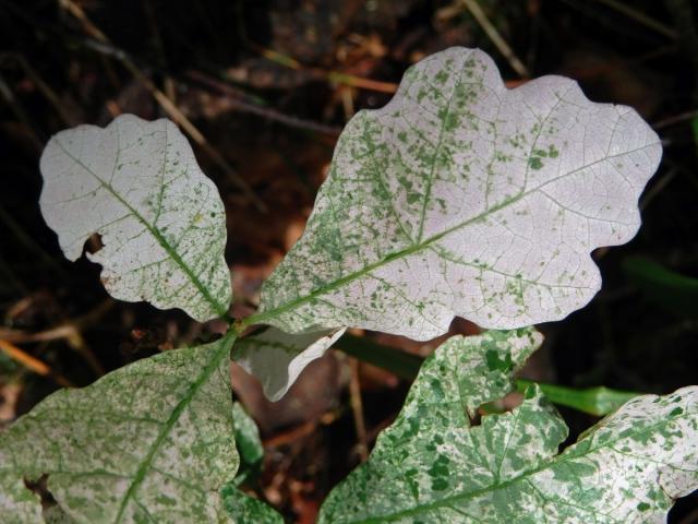 Dub letní (Quercus robur L.), malý stromek s panašovanými listy (1c)