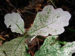 Dub letní (Quercus robur L.), malý stromek s panašovanými listy (1c)