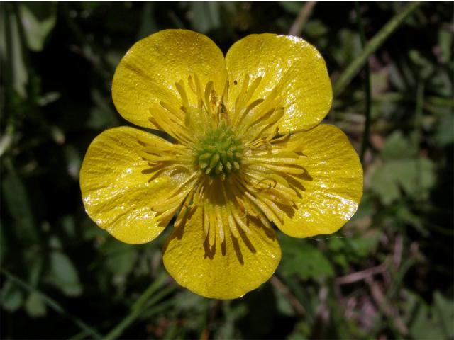 Pryskyřník prudký (Ranunculus acris L.)