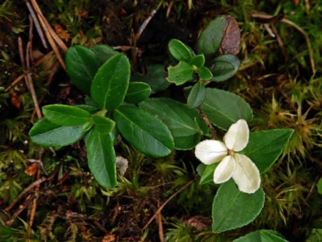 Brusnice brusinka (Vaccinium vitis-idaea L.) - větévka bez chlorofylu (1a)