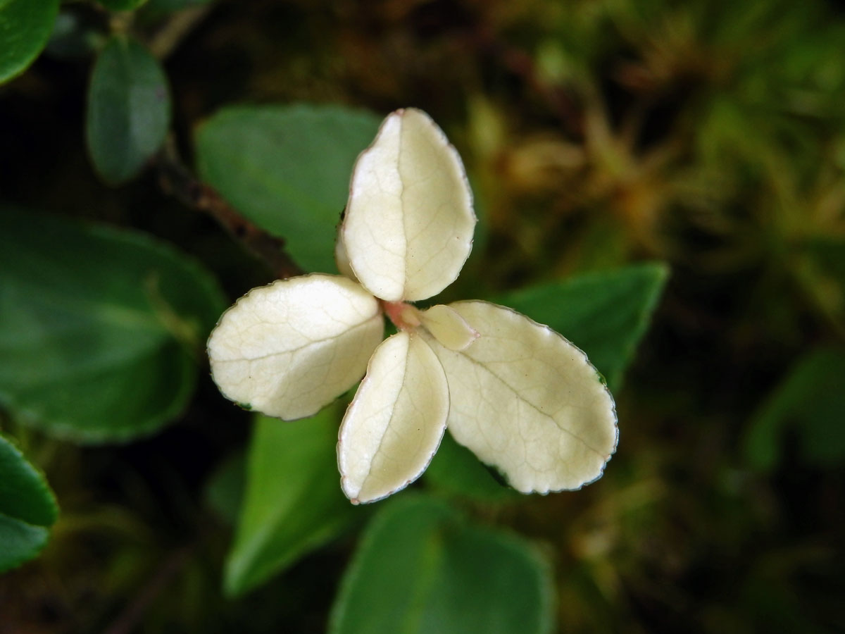 Brusnice brusinka (Vaccinium vitis-idaea L.) - větévka bez chlorofylu (1b)