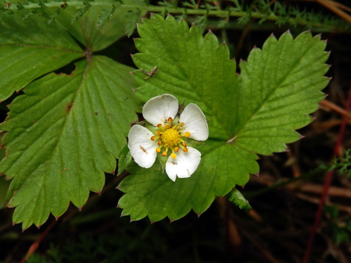 Jahodník obecný (Fragaria vesca L.), čtyřčetný květ (8)