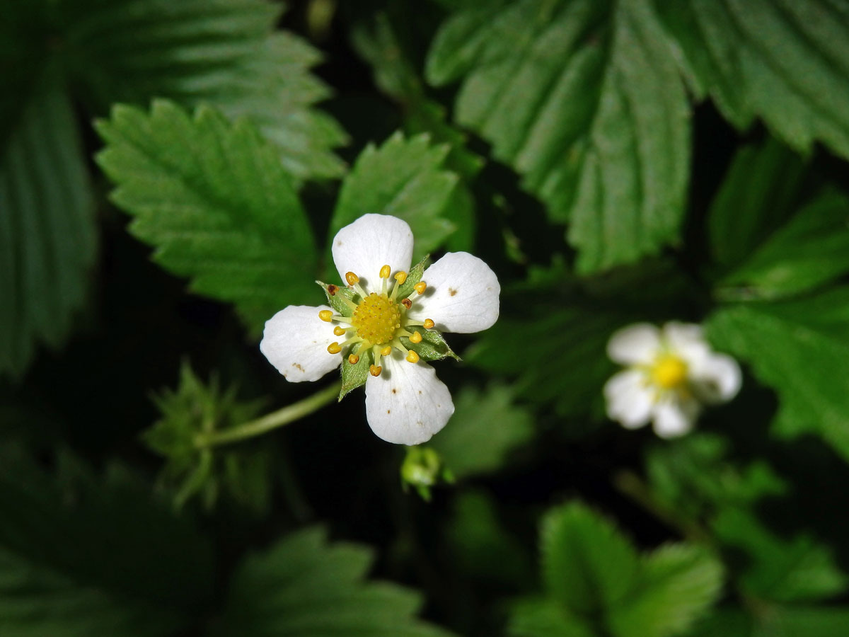 Jahodník obecný (Fragaria vesca L.), čtyřčetný květ (9)