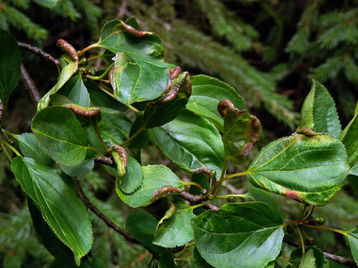 Hálky polokřídlého hmyzu Trichochermes walkeri na řešetláku počistivém (Rhamnus cathartica L.)