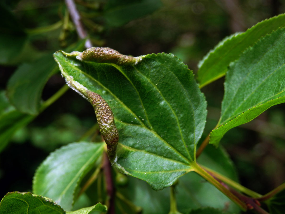 Hálky polokřídlého hmyzu Trichochermes walkeri na řešetláku počistivém (Rhamnus cathartica L.)