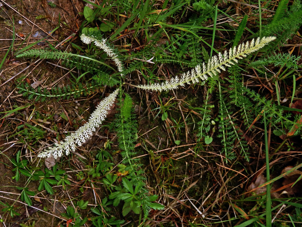 Řebříček obecný (Achillea millefolium L.) s částečným chyběním chlorofylu (1a)