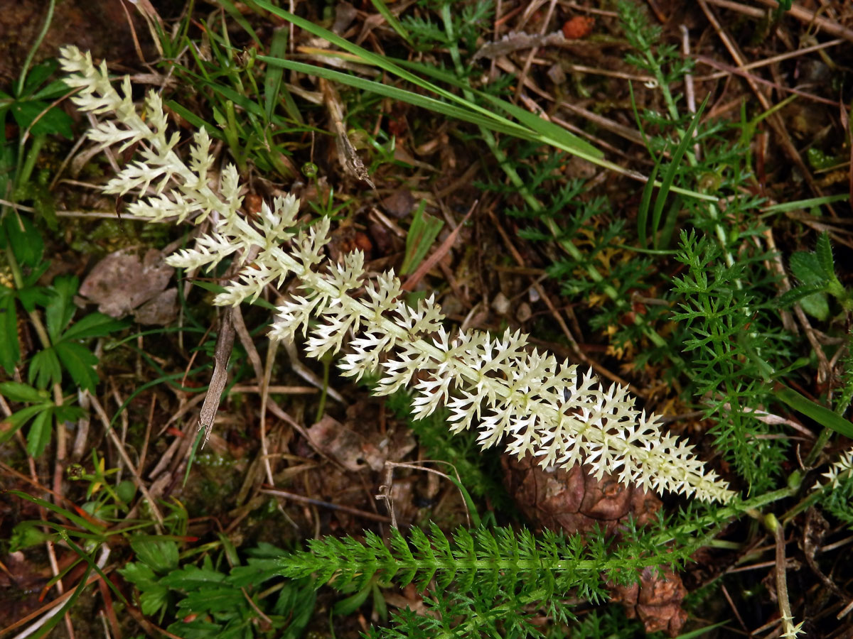 Řebříček obecný (Achillea millefolium L.) s částečným chyběním chlorofylu (1b)