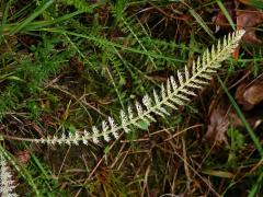 Řebříček obecný (Achillea millefolium L.) s částečným chyběním chlorofylu (1c)