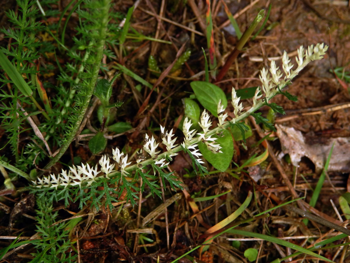 Řebříček obecný (Achillea millefolium L.) s částečným chyběním chlorofylu (1d)