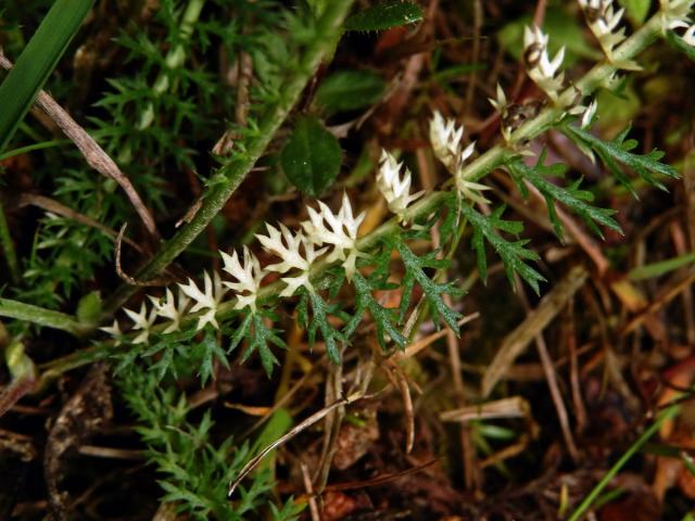 Řebříček obecná (Achillea millefolium L.) s částečným chyběním chlorofylu (1e)