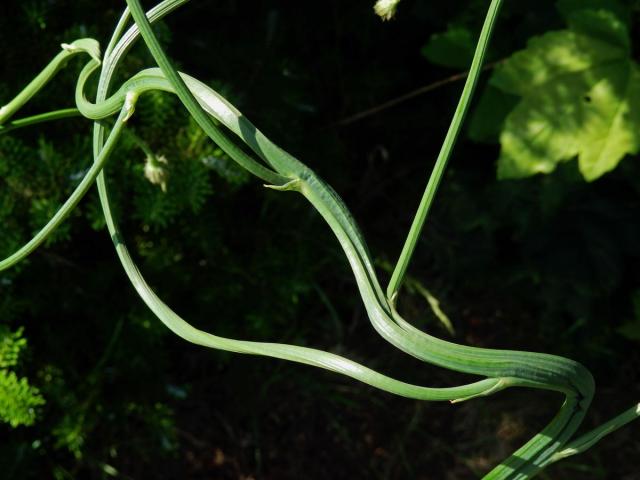 Prasetník kořenatý (Hypochaeris radicata L.), lodyha s faciací  (1a)