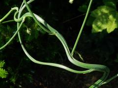 Fasciace prasetníku kořenatého (Hypochaeris radicata L.)