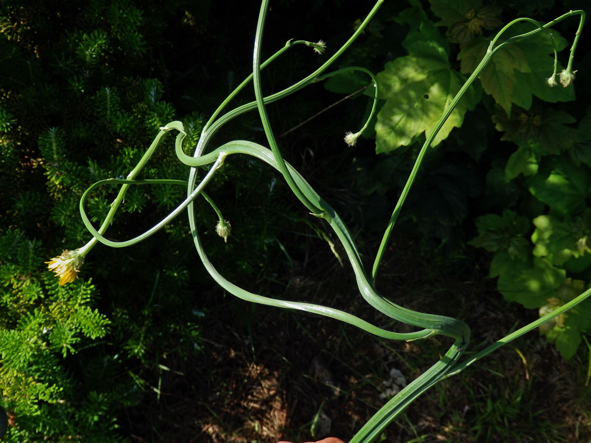 Prasetník kořenatý (Hypochaeris radicata L.), lodyha s faciací  (1b)