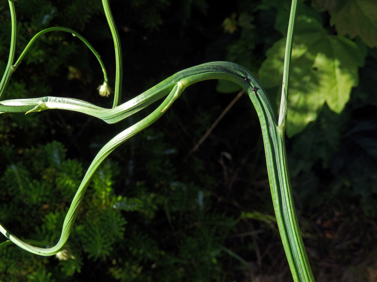 Prasetník kořenatý (Hypochaeris radicata L.), lodyha s faciací (1c)