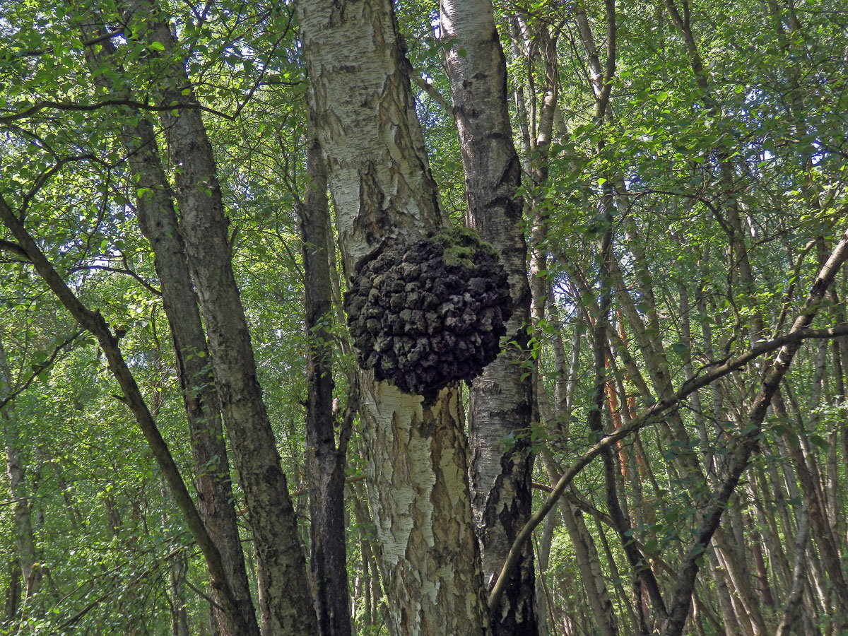 Nádor na bříze bělokoré (Betula pendula Roth) (84a)