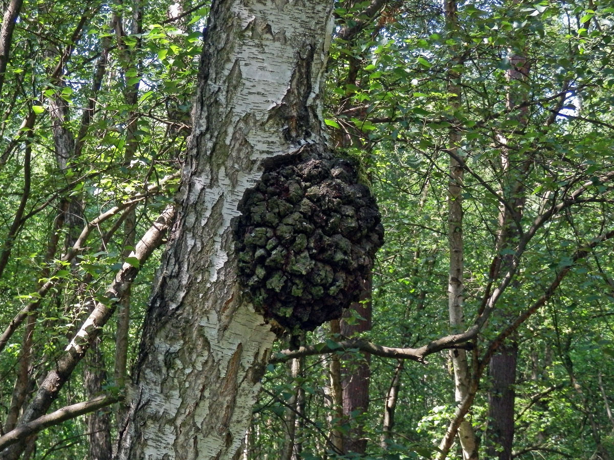 Nádor na bříze bělokoré (Betula pendula Roth) (84b)