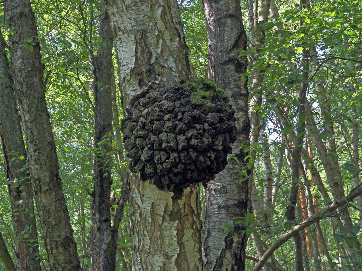 Nádor na bříze bělokoré (Betula pendula Roth) (84c)