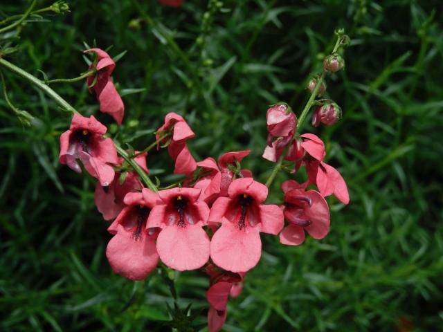 Ostruhatka (Diascia integerrima Benth.)