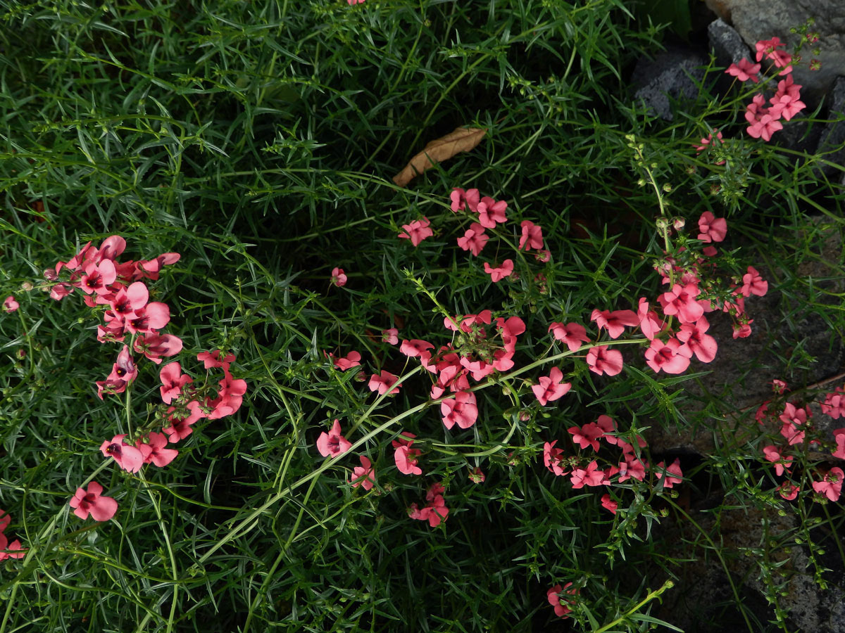 Ostruhatka (Diascia integerrima Benth.)